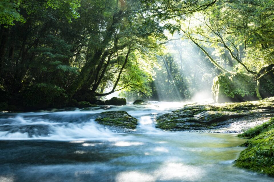 Waldszene bei schönem Wetter – sauberes Wasser fließt durch einen klaren Bach – man sieht, warum Umweltschutz und Nachhaltigkeit so wichtige Themen sind.