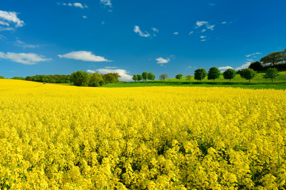 Rapeseed field and blue sky. Rapeseed is one of the main raw materials for the production of biodiesel