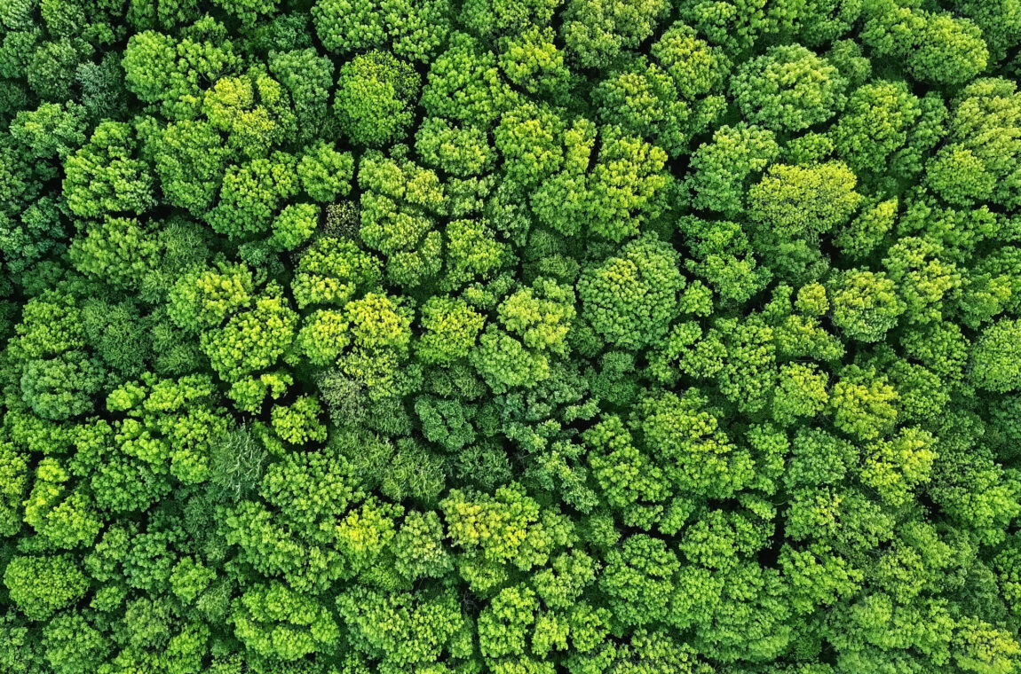 Sustainability and environmental protection - a bird's eye view of a healthy green forest in summer