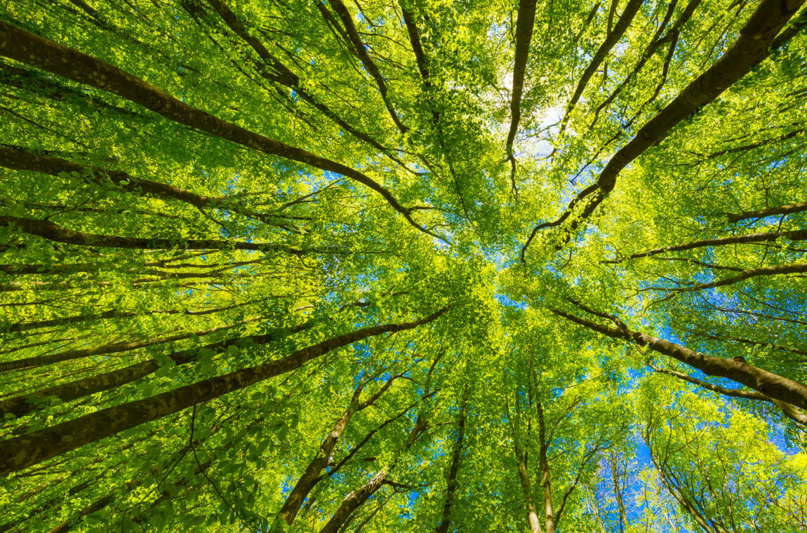 A view from the ground into the treetops of a forest.